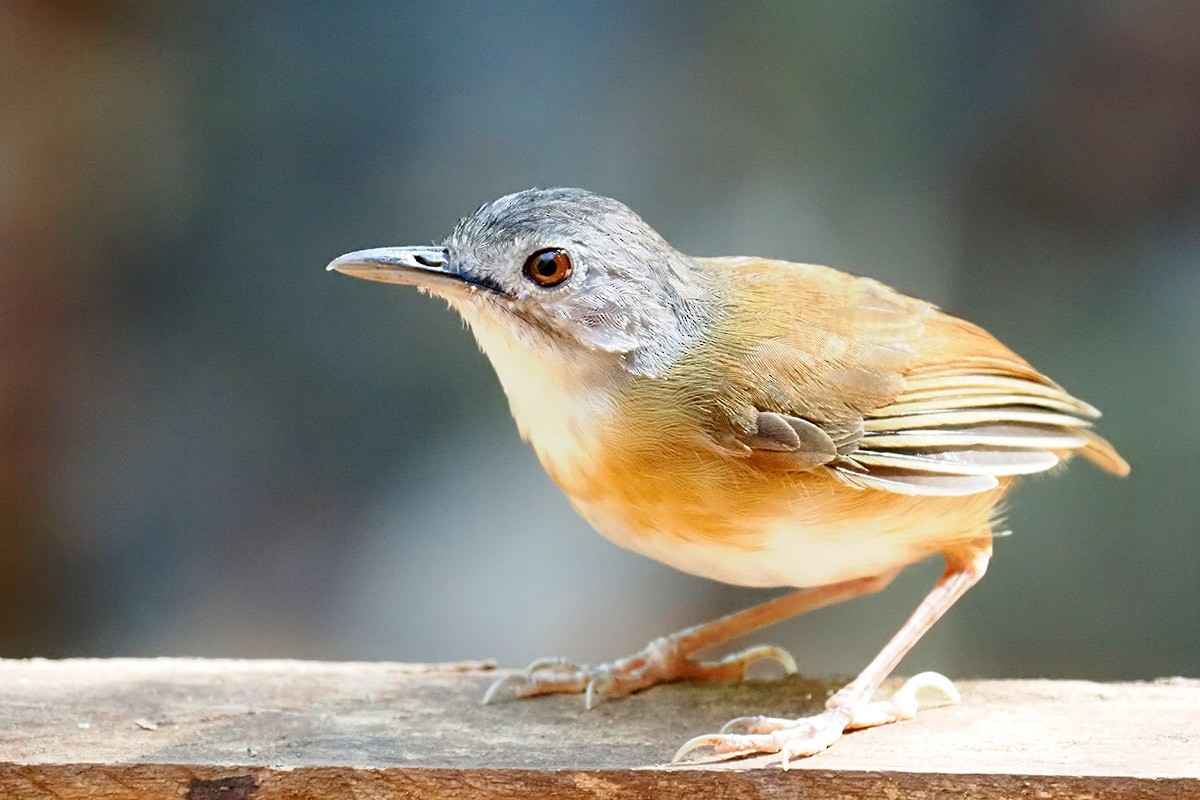 Ashy-headed Babbler - ML620500787