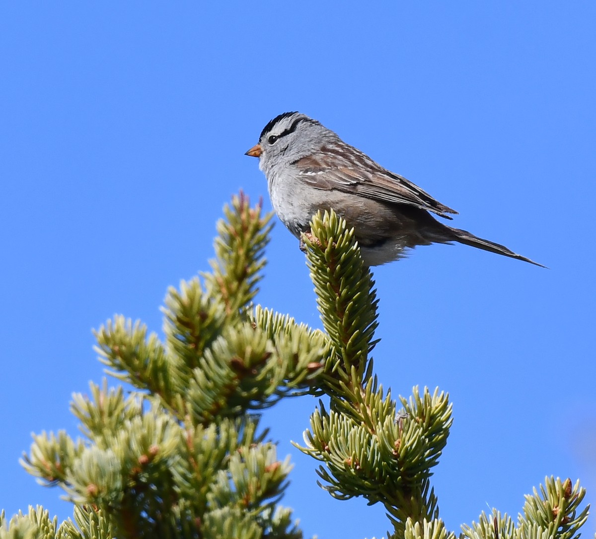 White-crowned Sparrow - ML620500788