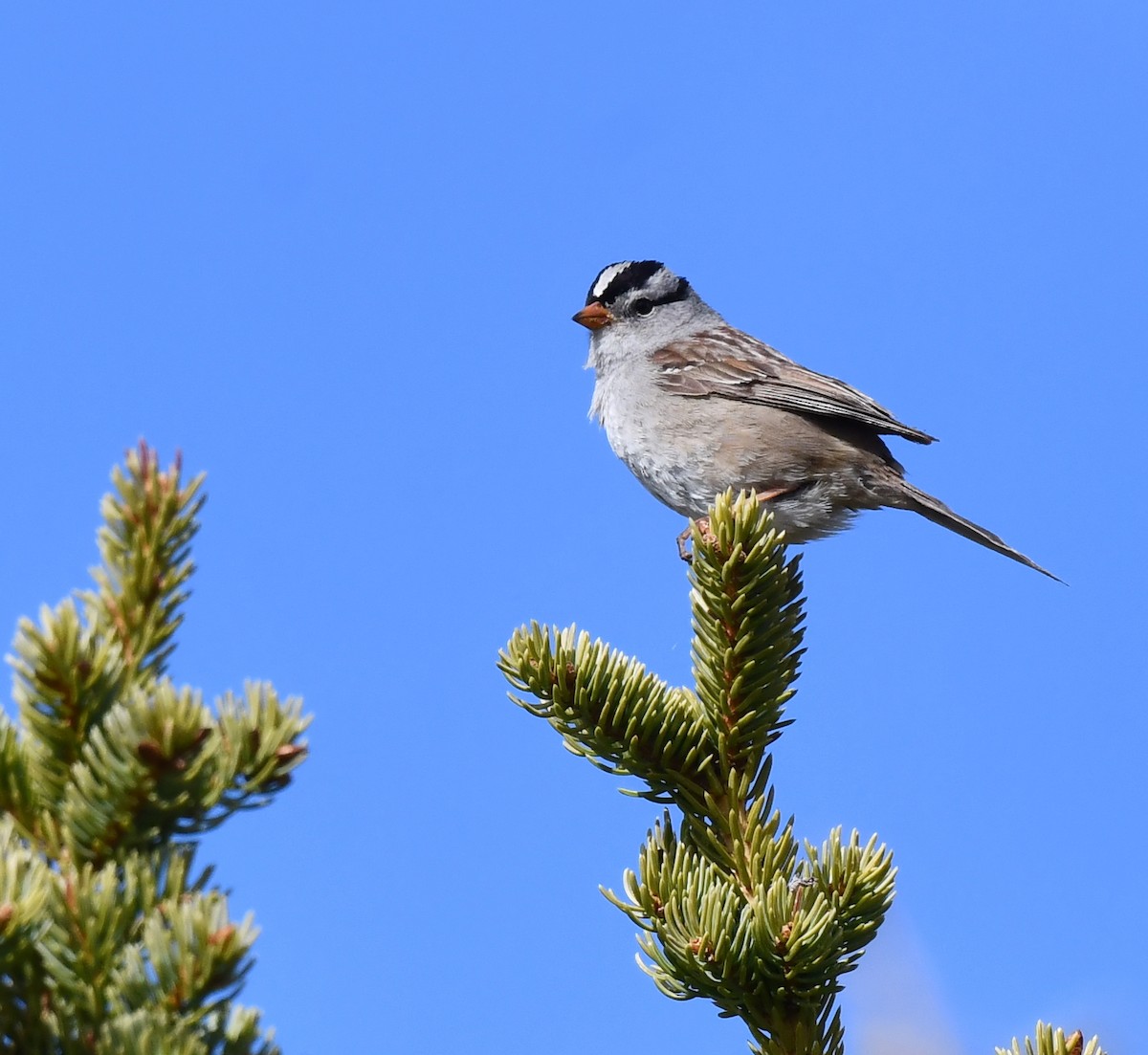 White-crowned Sparrow - ML620500789