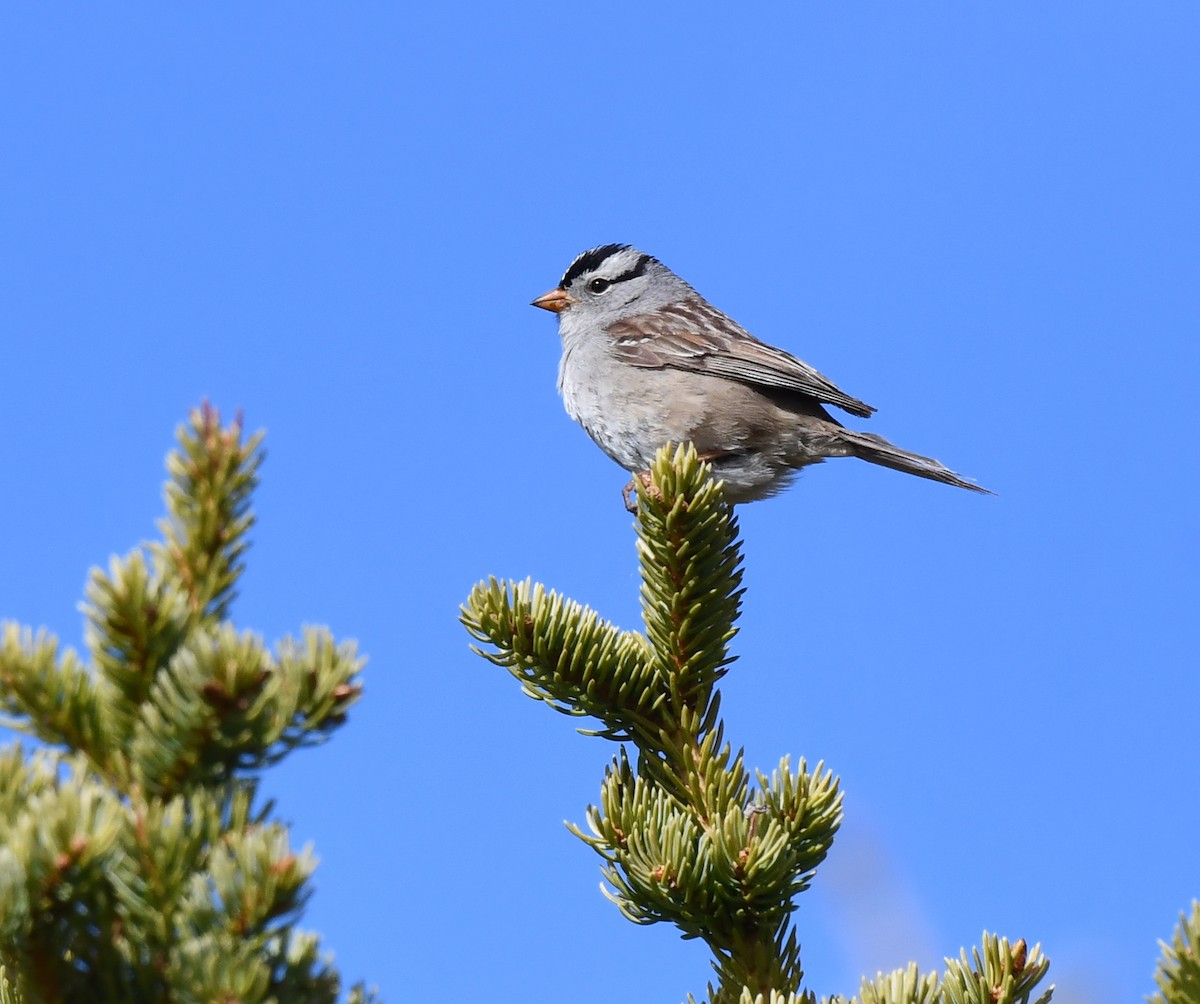White-crowned Sparrow - ML620500790