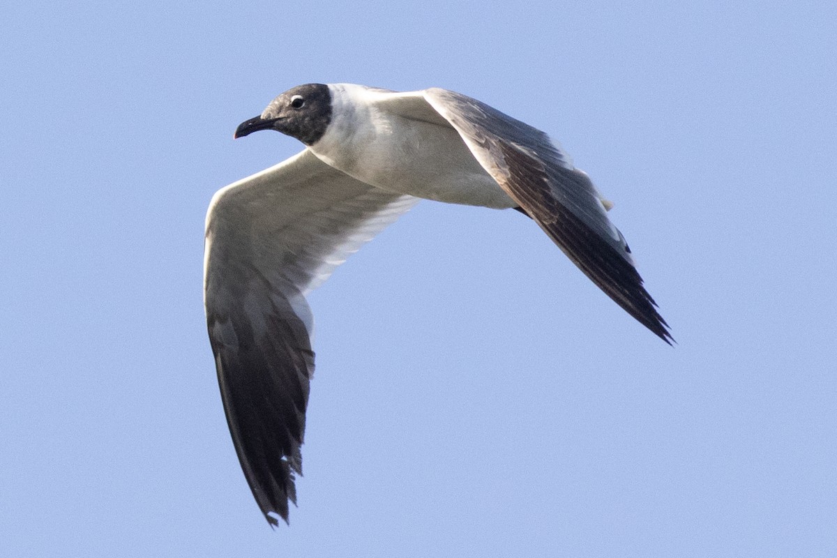 Laughing Gull - ML620500791