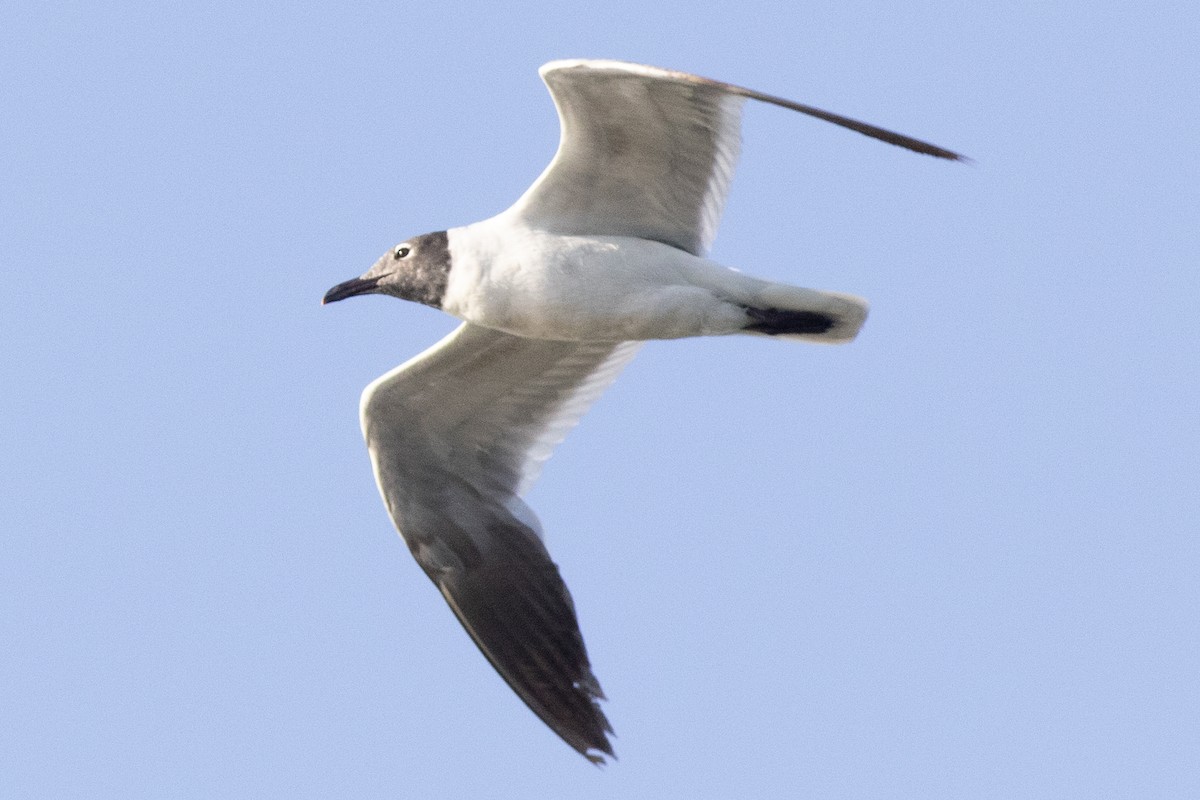 Laughing Gull - ML620500792