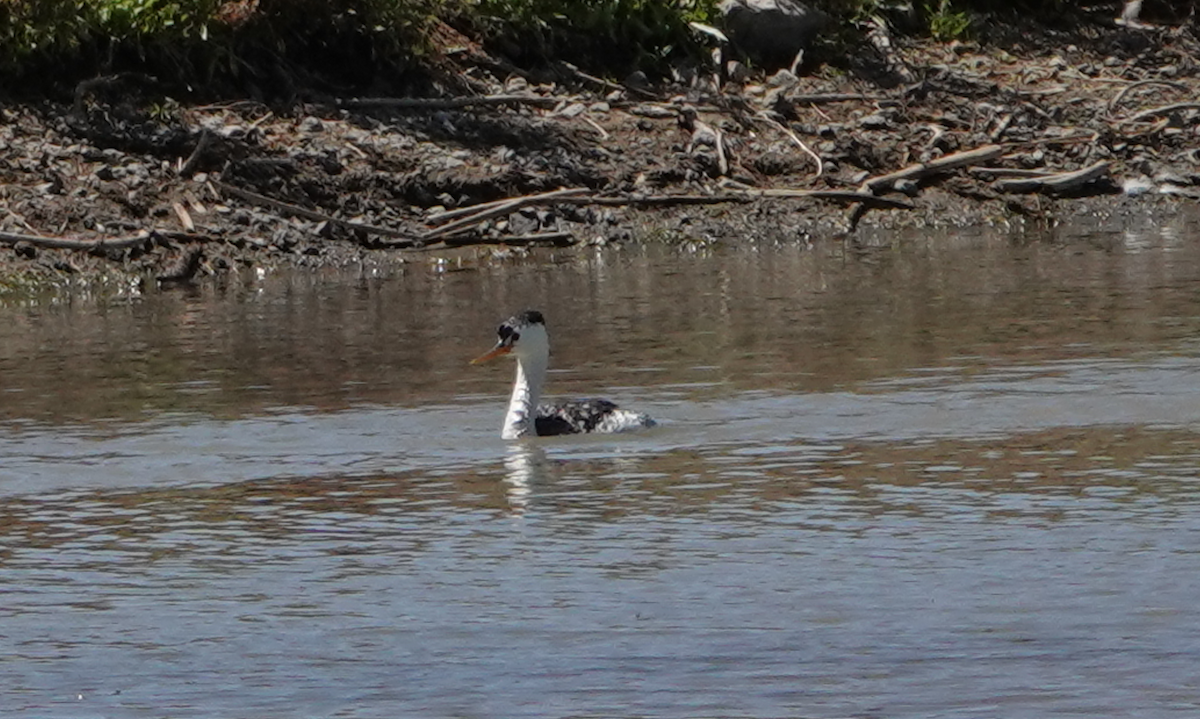 Western Grebe - ML620500794