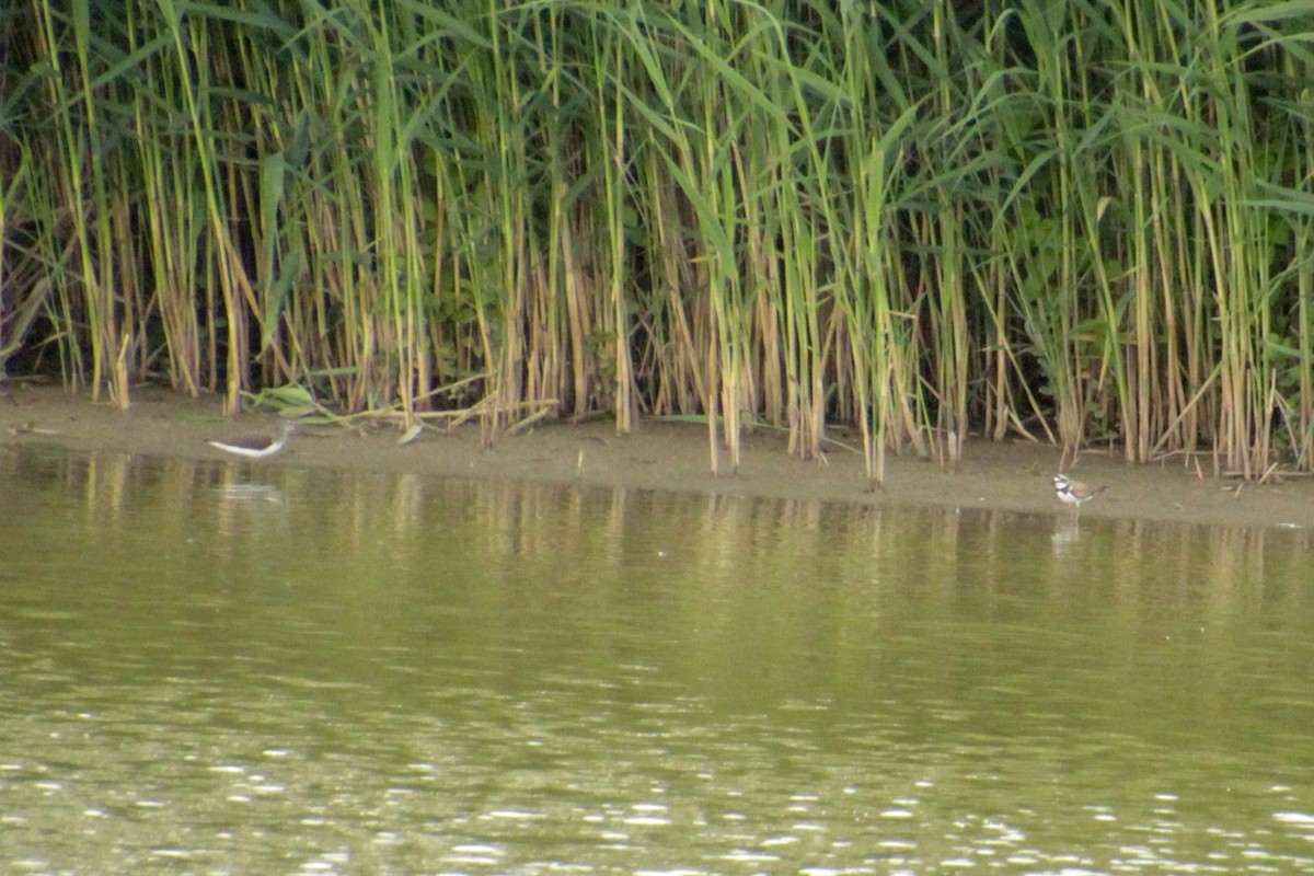 Little Ringed Plover - ML620500796