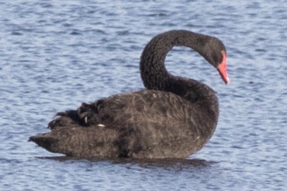 Black Swan - ML620500797