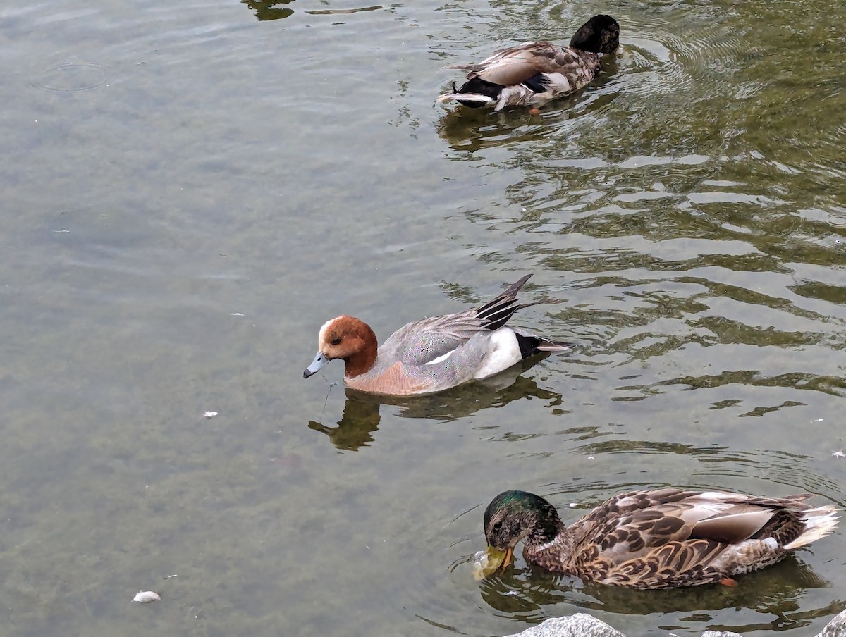 Eurasian Wigeon - ML620500809