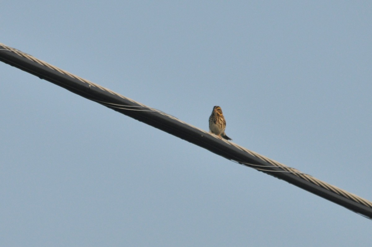 Savannah Sparrow - ML620500816