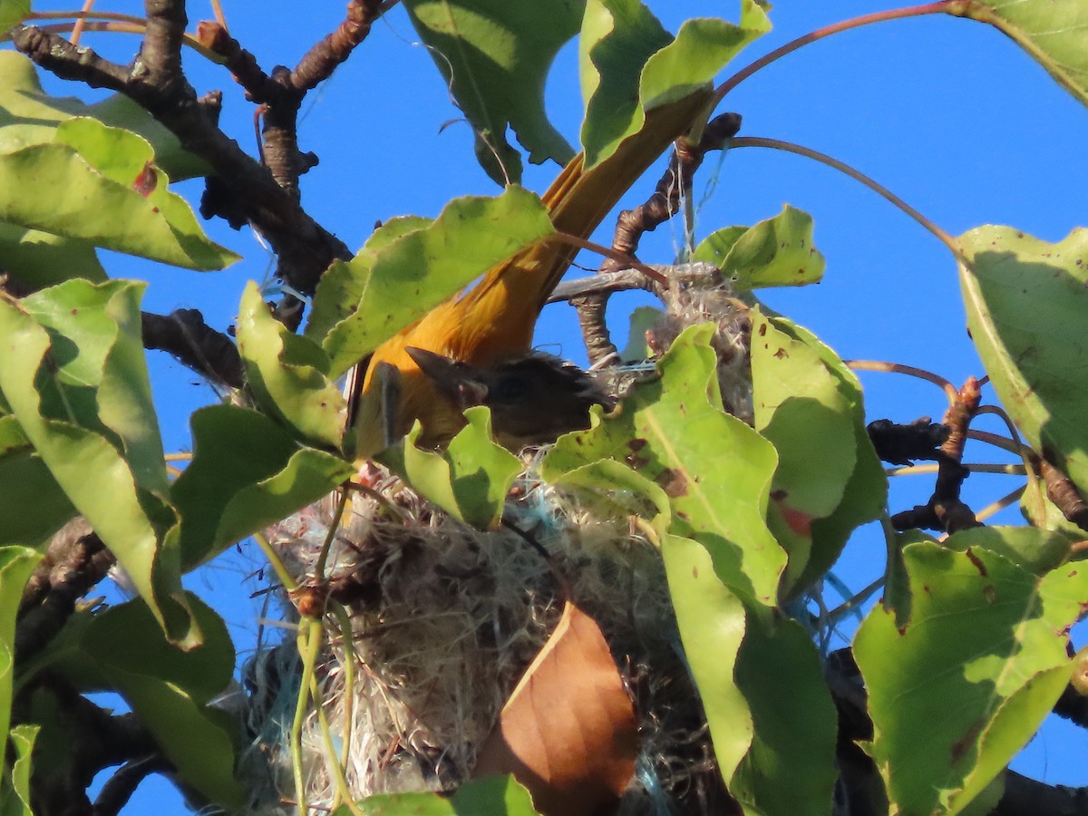 Oriole de Baltimore - ML620500818