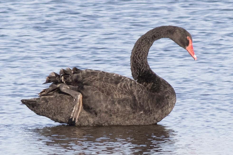 Cygne noir - ML620500823