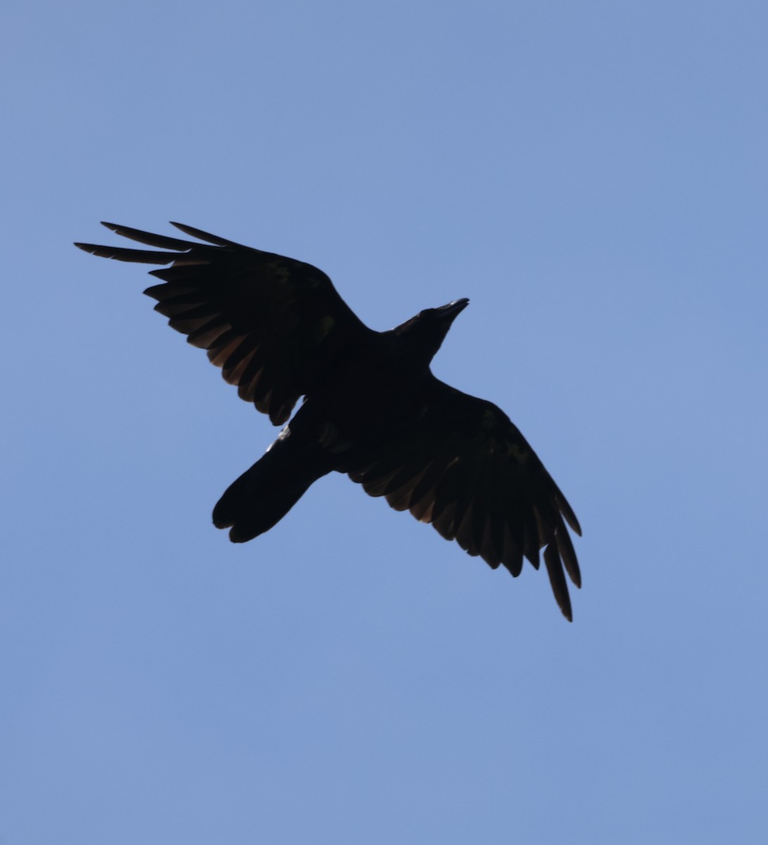 Common Raven - ML620500832