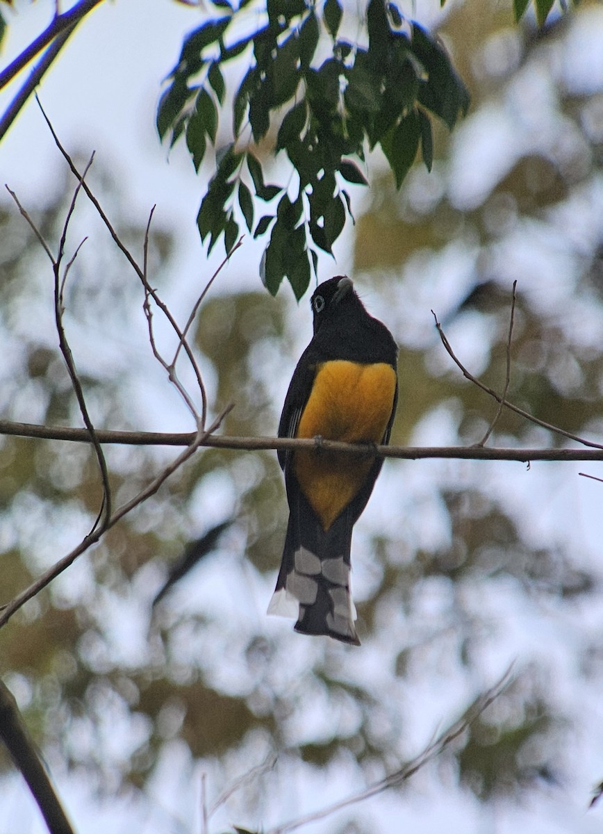 trogon černohlavý - ML620500836