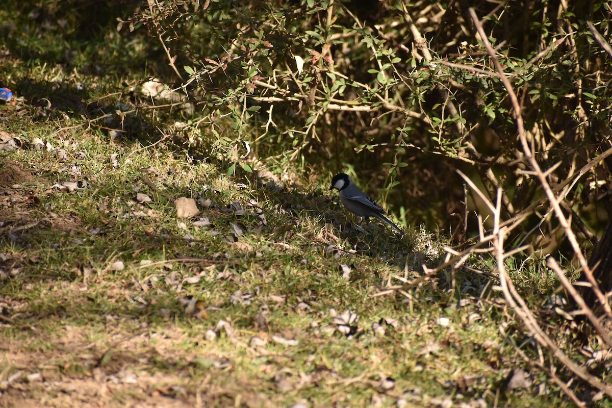 Cinereous Tit - ML620500838