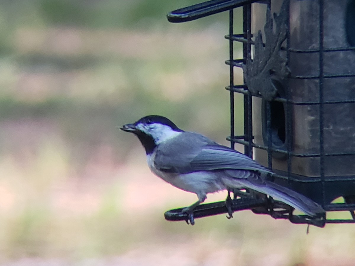 Carolina Chickadee - ML620500842