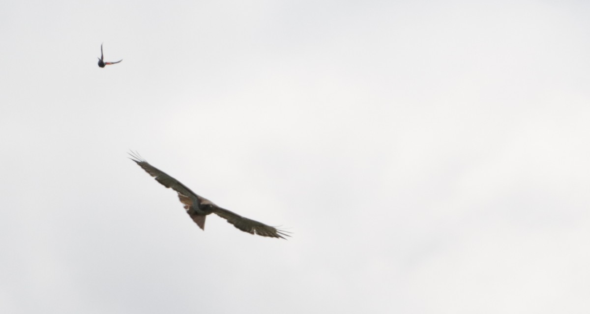 Red-tailed Hawk - ML620500845