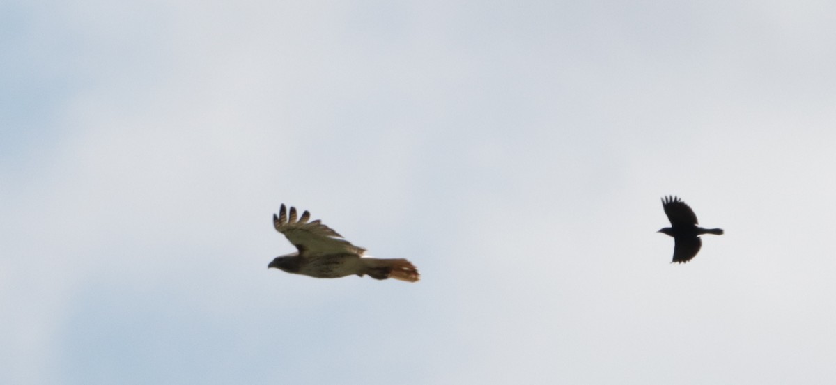 Red-tailed Hawk - Marianne Roy