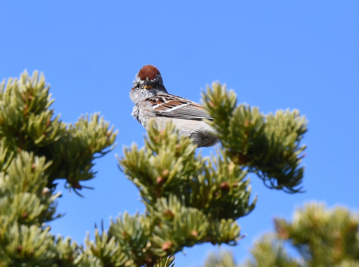 American Tree Sparrow - ML620500864