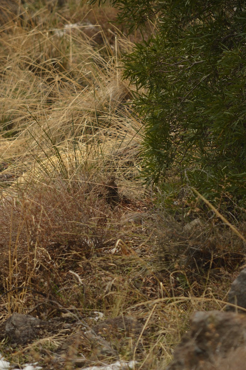 Chilean Tinamou - Gabriel Sandon