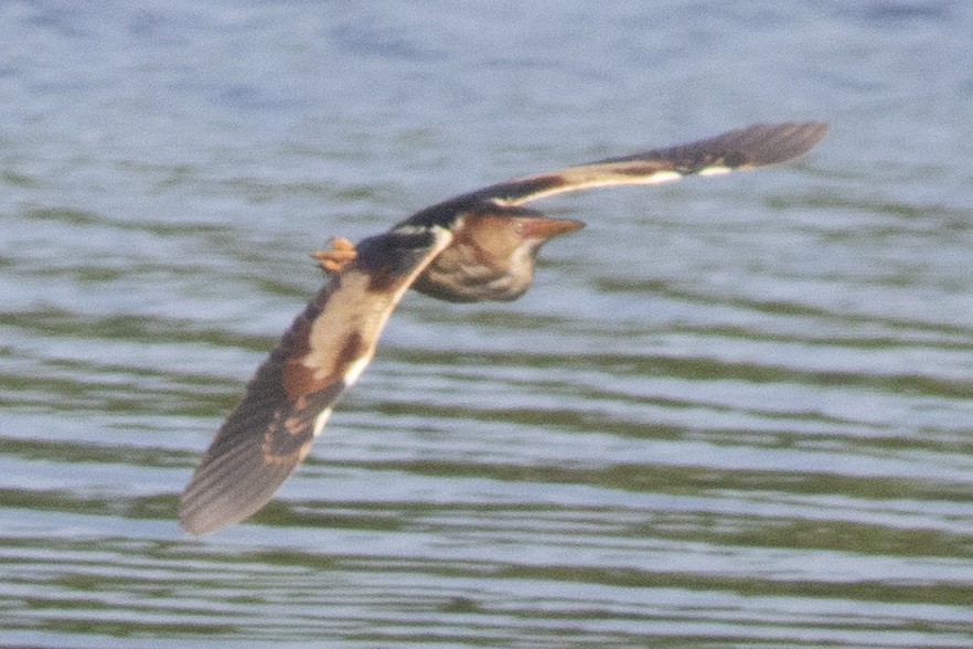 Least Bittern - ML620500877