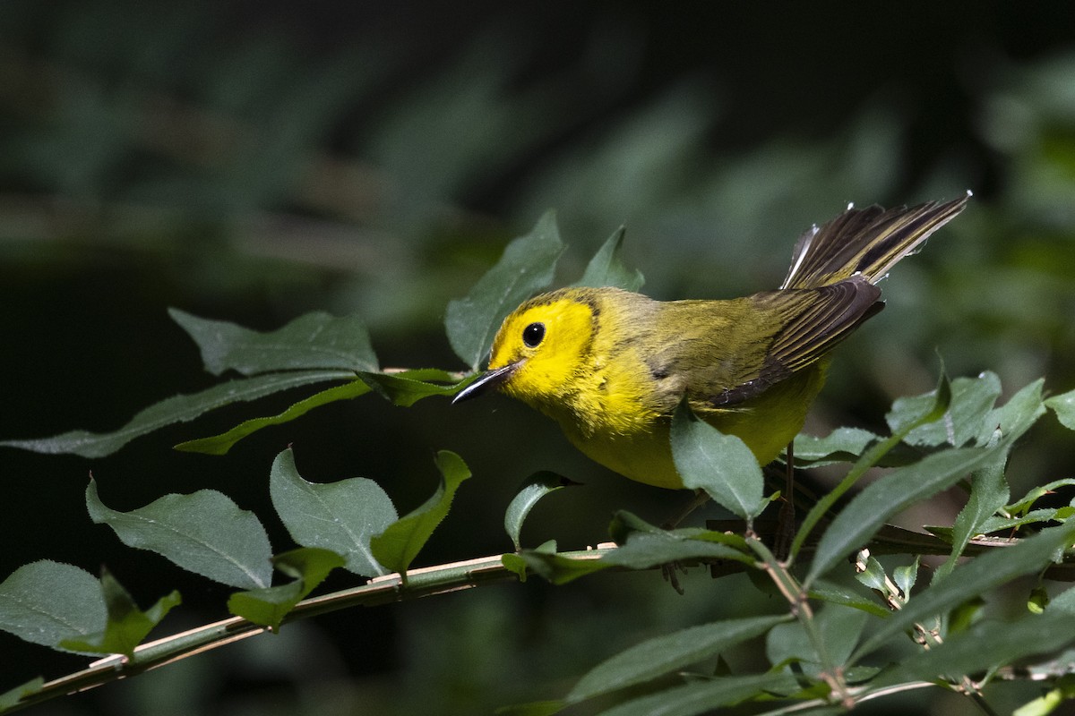 Hooded Warbler - ML620500878