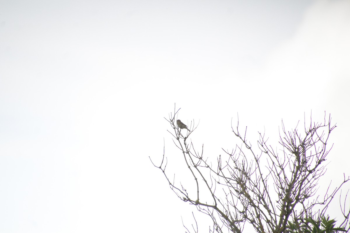 Common Chiffchaff - ML620500881