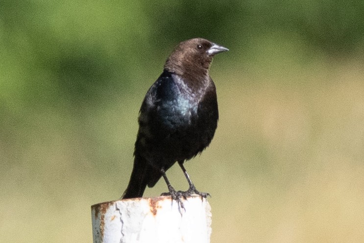 Brown-headed Cowbird - ML620500887