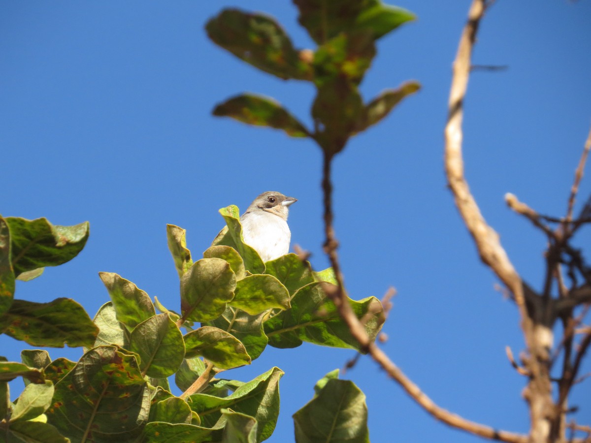 White-banded Tanager - Bruno Maia