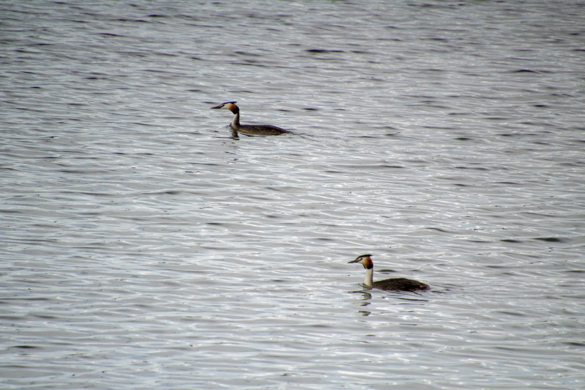 Great Crested Grebe - ML620500894