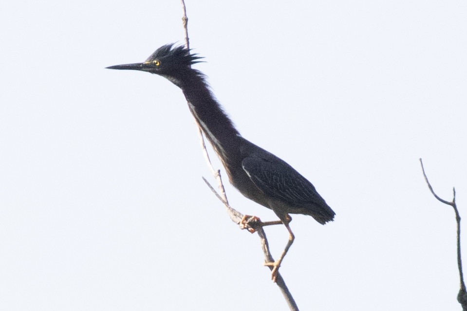 Green Heron - ML620500895