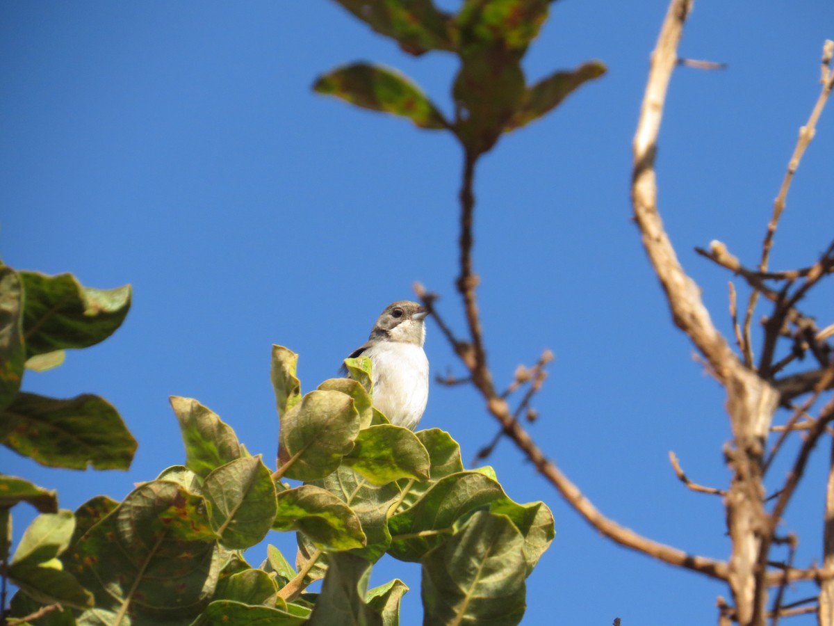 White-banded Tanager - ML620500900