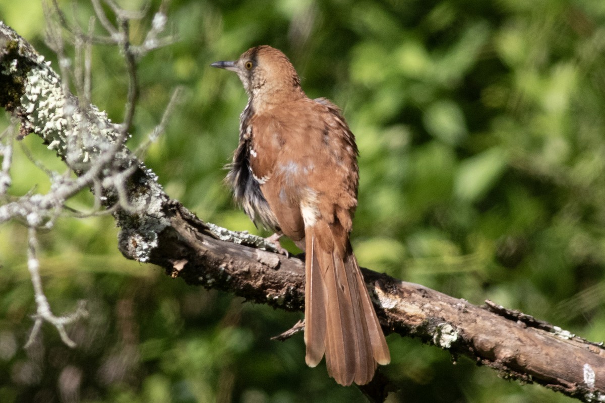 Brown Thrasher - ML620500904