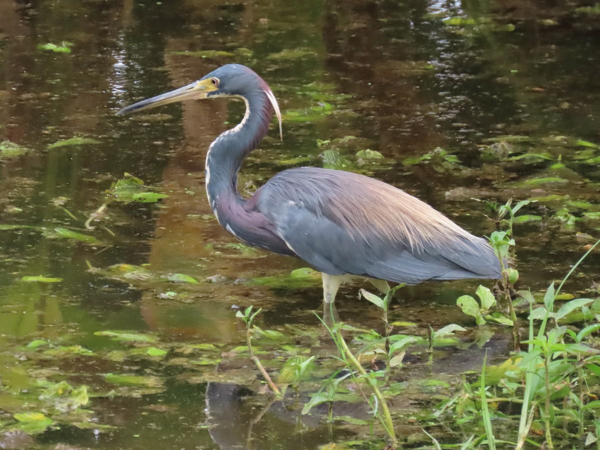 Tricolored Heron - Laurie Witkin