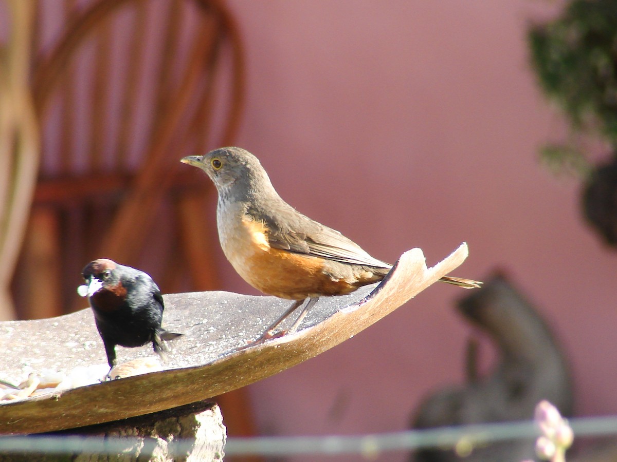 Rufous-bellied Thrush - ML620500909