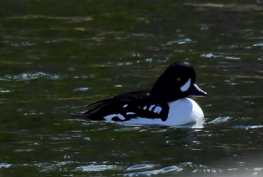 Barrow's Goldeneye - ML620500936