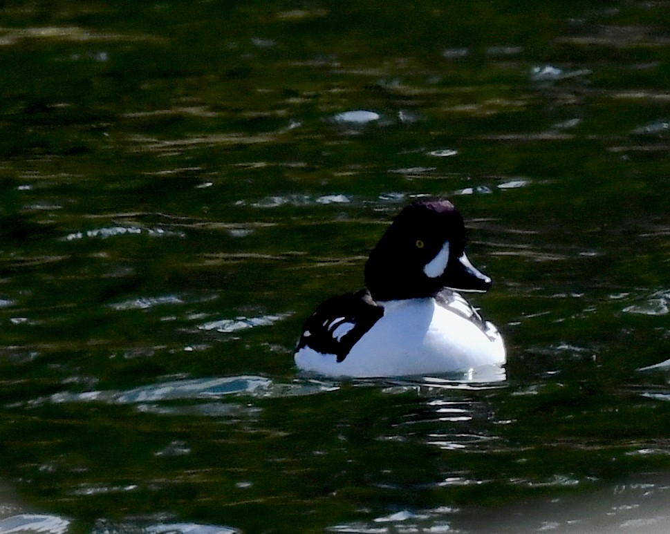 Barrow's Goldeneye - ML620500937