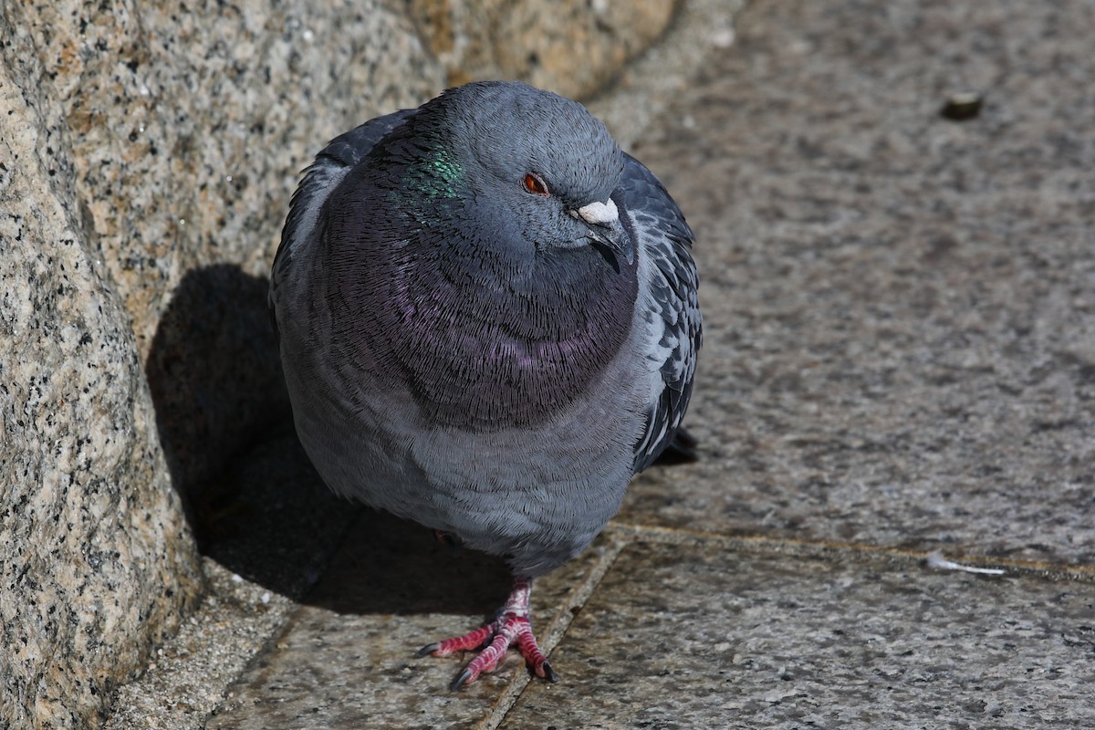 Rock Pigeon (Feral Pigeon) - ML620500939