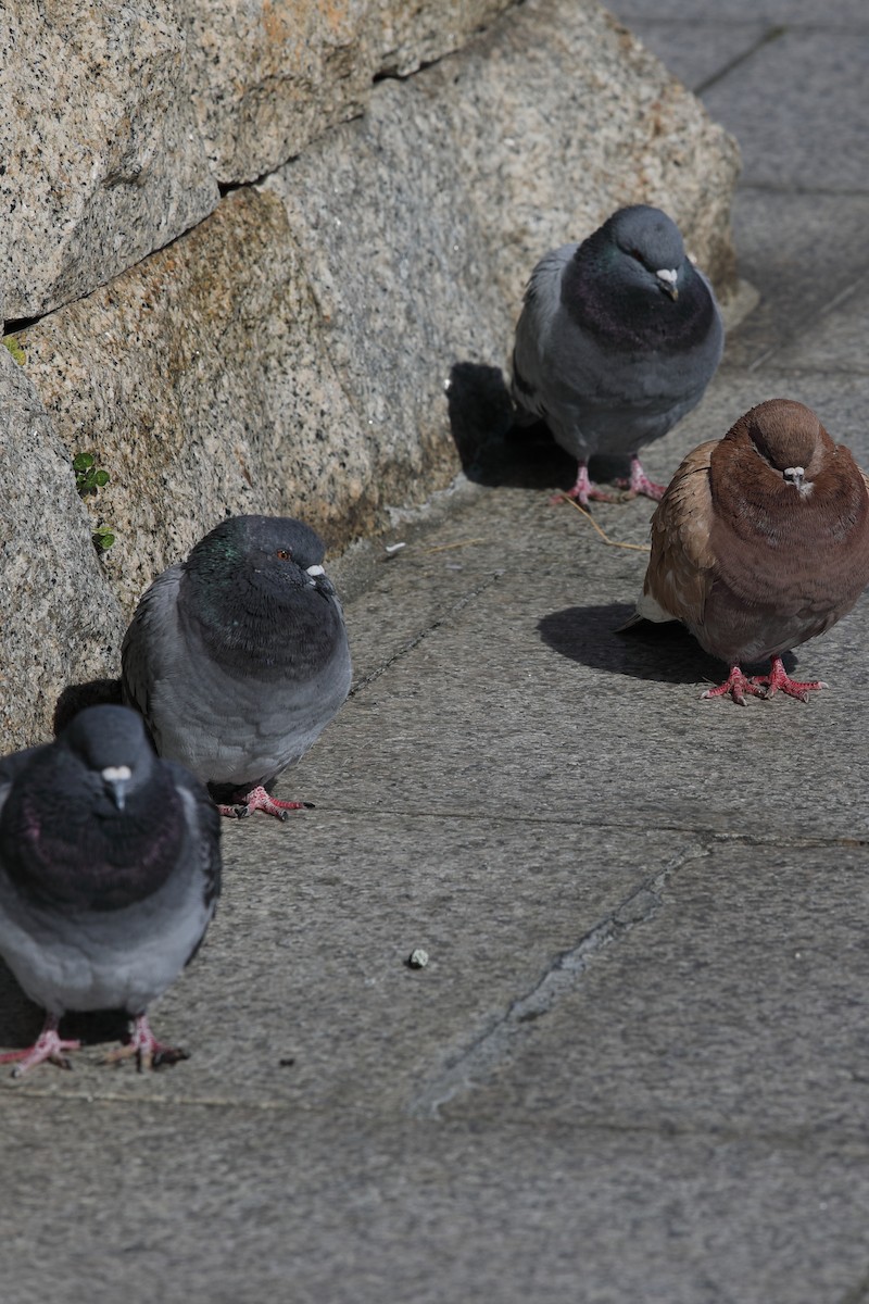 Rock Pigeon (Feral Pigeon) - ML620500943