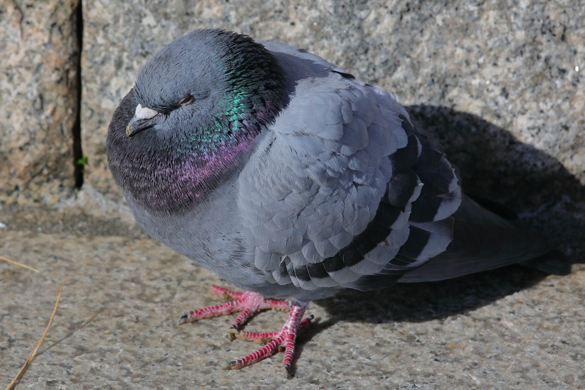 Rock Pigeon (Feral Pigeon) - ML620500944