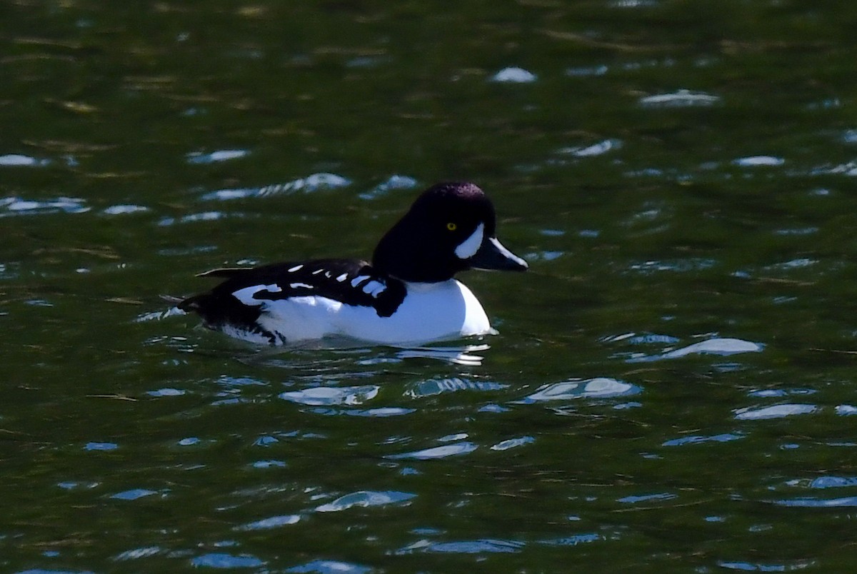 Barrow's Goldeneye - ML620500948