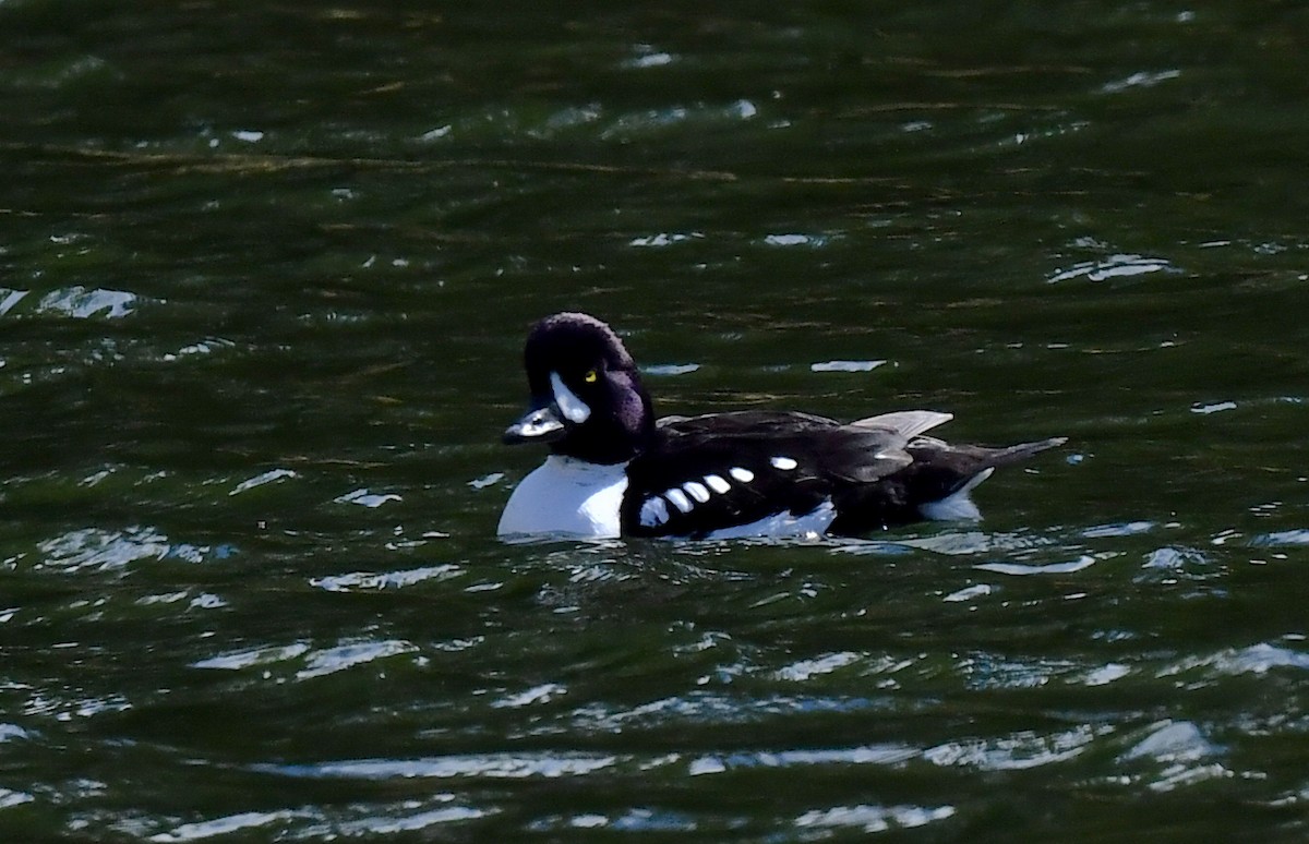 Barrow's Goldeneye - ML620500949