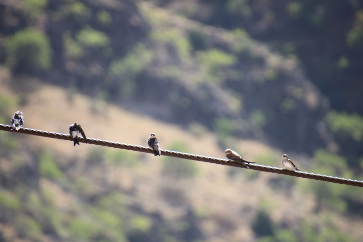 Bank Swallow - ML620500954