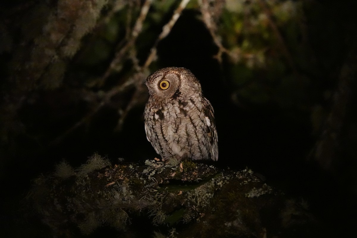 Western Screech-Owl - ML620500963