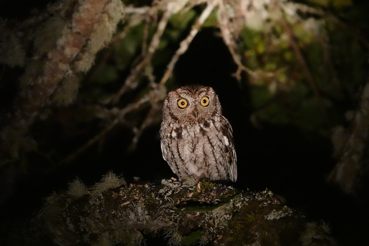 Western Screech-Owl - ML620500964