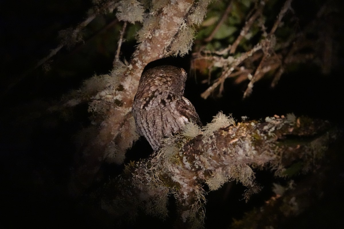 Western Screech-Owl - ML620500966