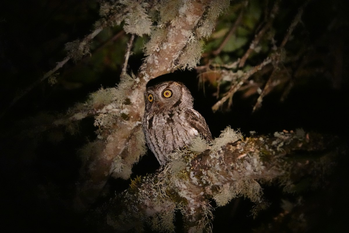 Western Screech-Owl - Matthew Hunter