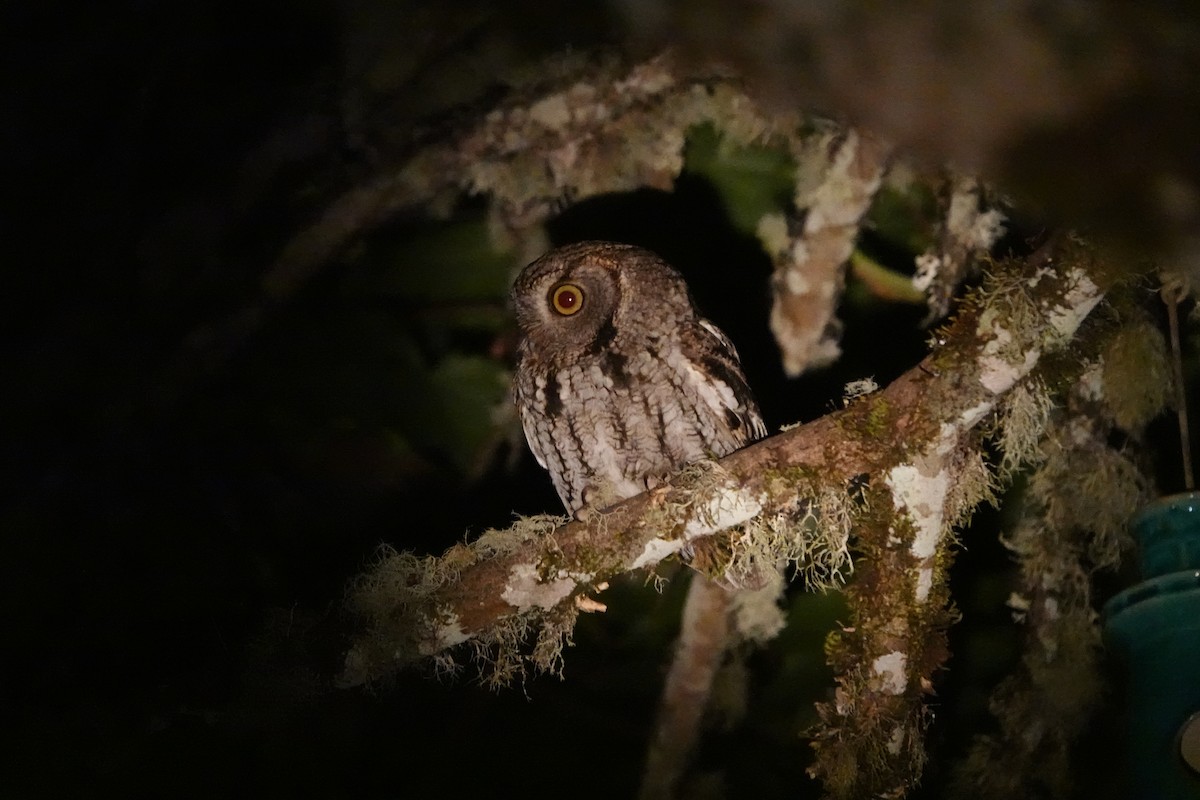 Western Screech-Owl - ML620500970