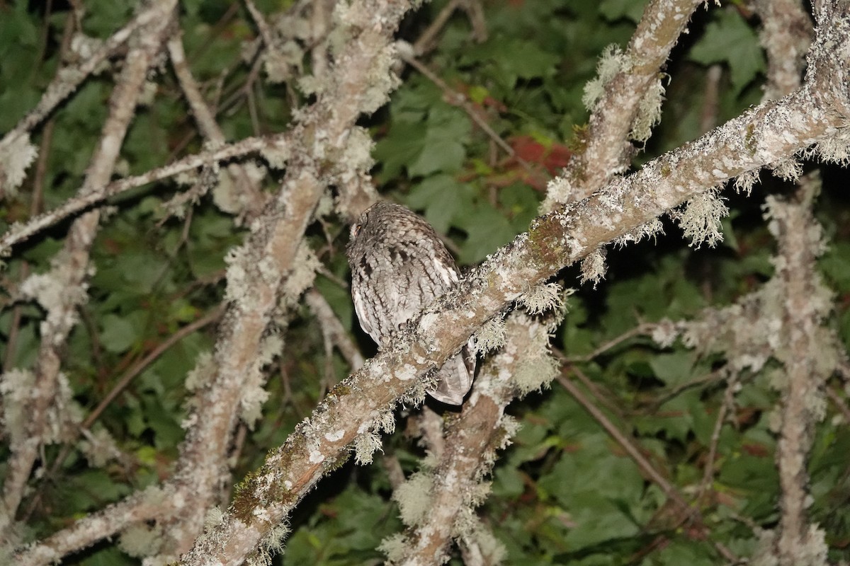 Western Screech-Owl - ML620500973