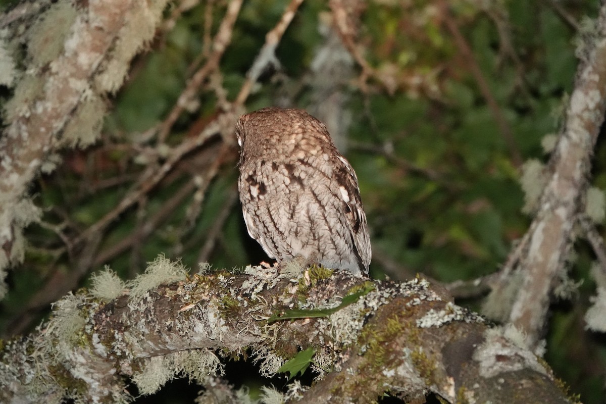 Western Screech-Owl - ML620500976