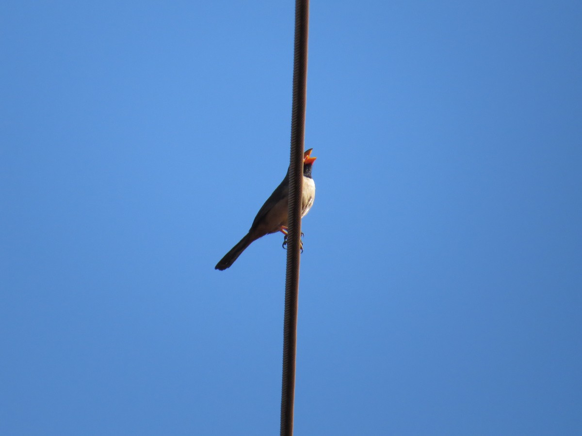 Black-throated Saltator - Bruno Maia