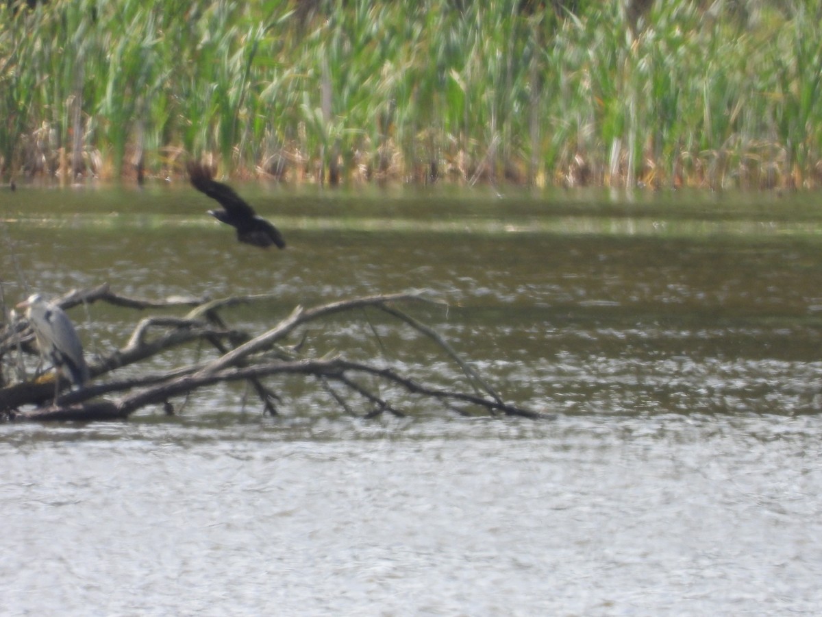 tanımsız karga (Corvus sp.) - ML620500980