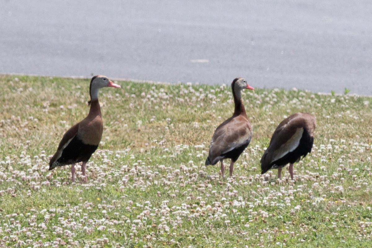 Black-bellied Whistling-Duck - ML620500981